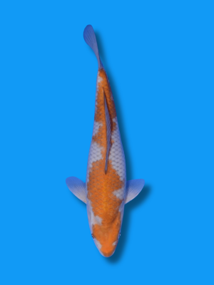 Ochiba Shigure | Koi&Co.